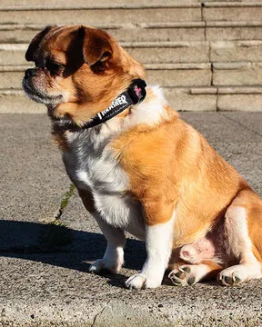 Thrasher Dog Collar hundehalsbånd svart